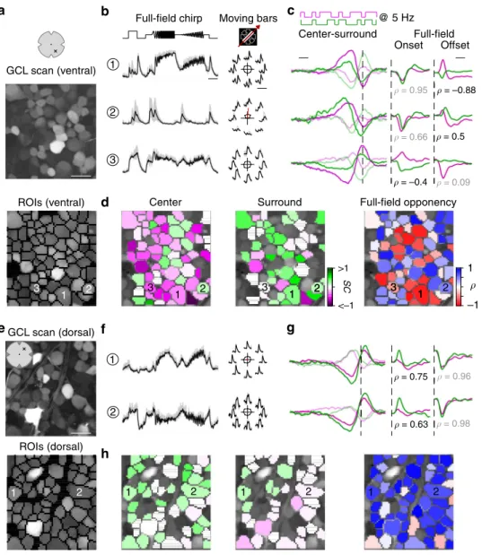 Fig. 5 Chromatic responses in the ganglion cell layer of the mouse retina. a Ganglion cell layer (GCL) scan ﬁ eld (top; 95 × 95 µ m, 7.8125 Hz) located in the ventral retina electroporated with the synthetic calcium indicator Oregon – Green BAPTA-1 (OGB-1)