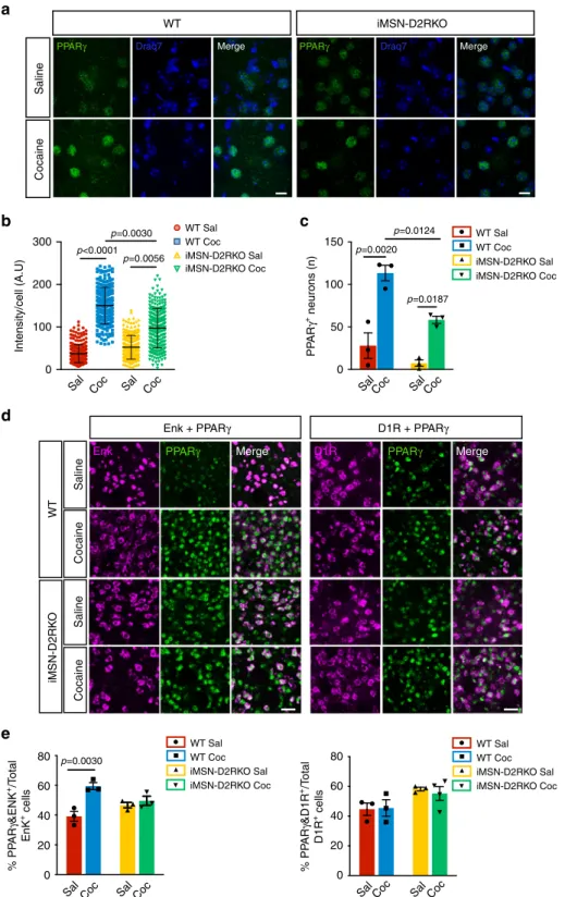 Fig. 5 Cocaine-induced nuclear PPAR γ is impaired in iMSN-D2RKO mice. a Immunolabeling of PPAR γ and nuclei on striatal sections of saline and cocaine treated WT and iMSN-D2RKO mice