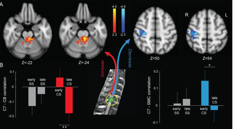 Fig 5. Spinal cord – brain functional interactions during motor sequence learning. (A) Activation maps show brain regions that changed their functional connectivity during the CS condition with a spinal cord ROI centered on the C7 spinal segment (yellow ci