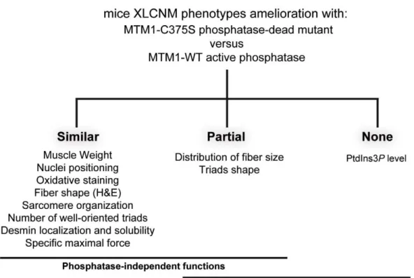 Figure 10. XLCNM phenotypes that are ameliorated by the MTM1-C375S phosphatase-dead mutant to a similar extend as with the wild-type MTM1, in the Mtm1 KO muscle