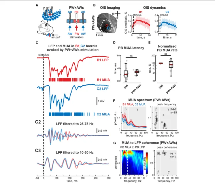 FIGURE 1 | Cortical responses from the neonatal rat barrel system evoked by PW+AWs stimulation