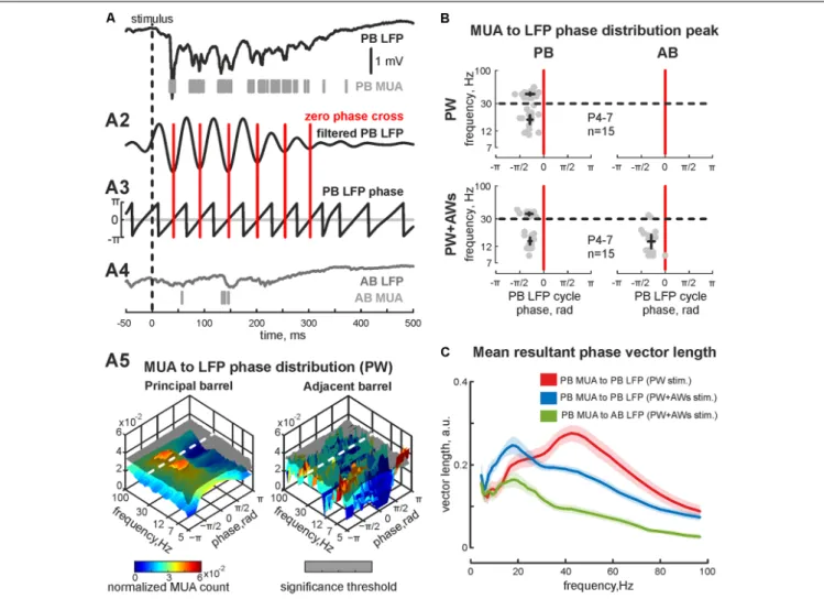 FIGURE 2 | Phase-lock analysis of evoked MUA to LFP in the neonatal rat barrel cortex