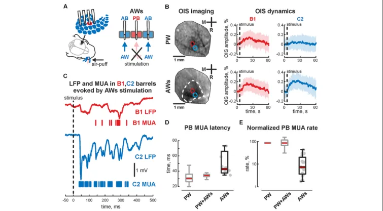 FIGURE 4 | Evoked cortical activity in the sensory deprived barrel during ‘AWs’ stimulation