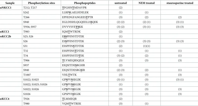 Table 1. Phospho-sites of stably transfected HEK rnKCC2b cells. Stably transfected HEK rnKCC2b were treated with or without 1 mM NEM or 8 μM staurosporine before they were analyzed by mass spectrometry