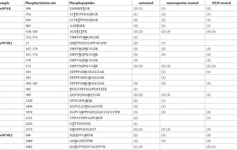 Table 3. Phospho-sites of hsSPAK, hsWNK1 and hsWNK2 endogenously expressed in stably transfected HEK rnKCC2b cells