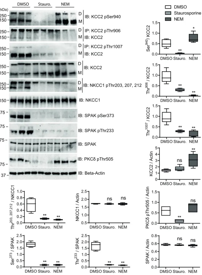 Fig 3. Quantitative analyses of rnKCC2b and hsNKCC1 phospho-sites upon staurosporine and NEM treatment in HEK rnKCC2b cells