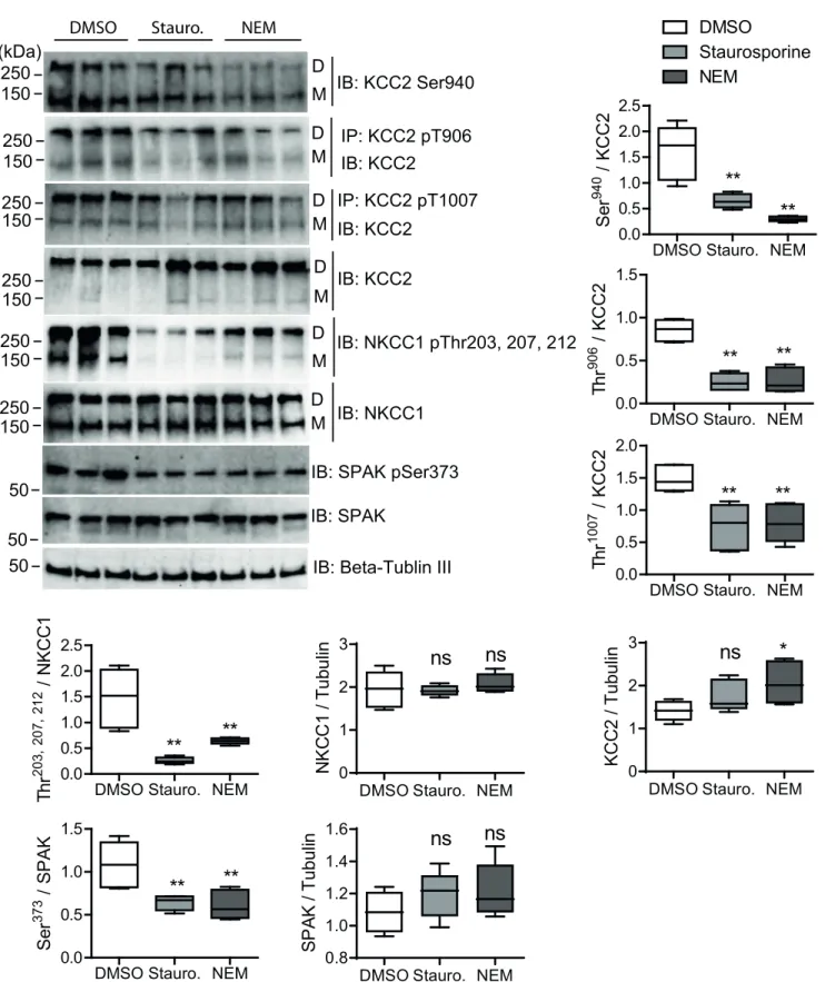 Fig 4. Quantitative analyses of rnKCC2 and rnNKCC1 phospho-sites upon staurosporine or NEM treatment in immature hippocampal neurons.