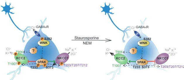 Fig 5. Staurosporine and NEM impair the WNK-SPAK/OSR1 mediated phosphorylation of KCC2 and NKCC1