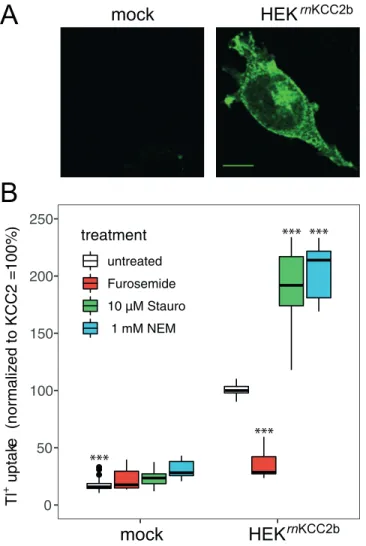 Fig 1. Staurosporine and NEM increase KCC2 activity. A: Immunoreactivity of stably transfected HEK rnKCC2b cells was detected with labeling at the cell membrane and cytosol