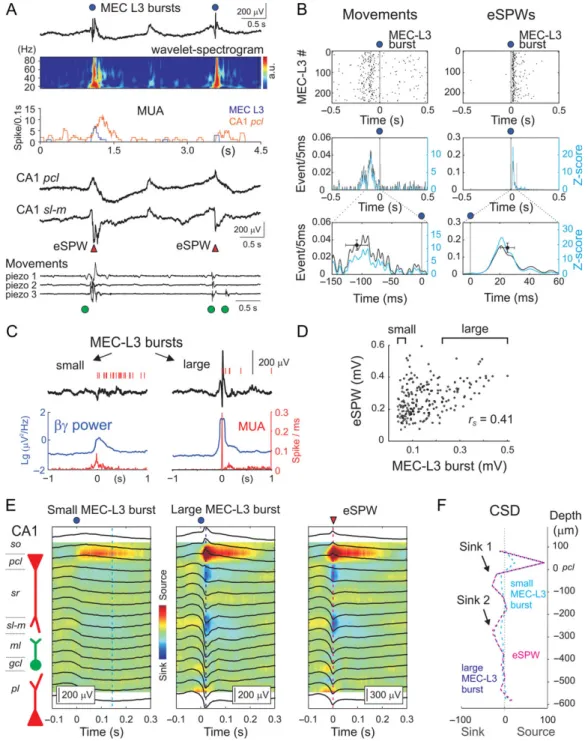 Figure 2. Relationships between MEC layer 3 activity bursts and early hippocampal sharp waves