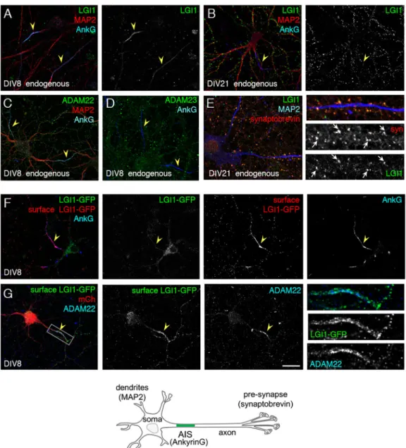 Fig. 1. LGI1 is enriched at the AIS in cultured hippocampal neurons. (A,B,E) Hippocampal neurons at DIV8 or DIV21 were surface labeled using anti-LGI1 mAb (green), and fixed and permeabilized before immunostaining for ankyrinG (A,B, blue) as a marker of th