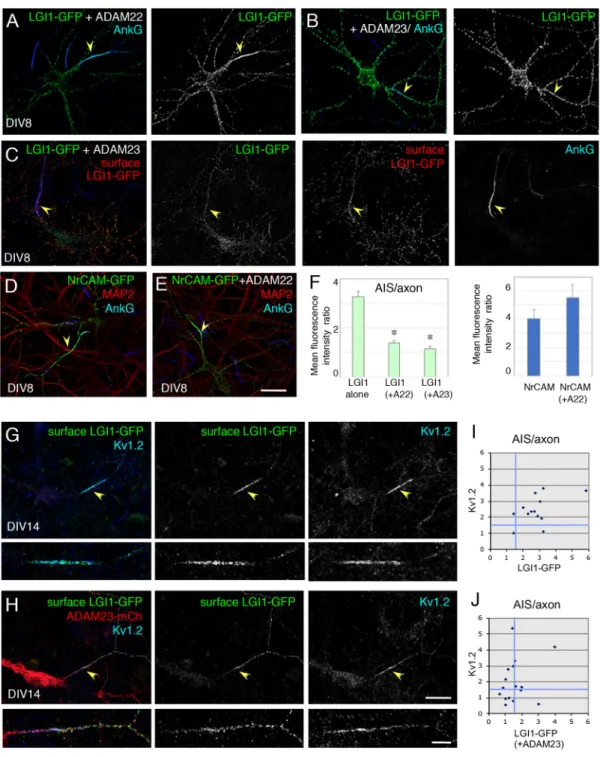 Fig. 2. Co-expression of ADAM22 or ADAM23 modulates the targeting of LGI1 at the AIS in hippocampal neurons