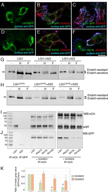 Fig. 3. ADAM proteins promote ER exit and N-glycan maturation of LGI1 and LGI1 S473L and differentially associate with LGI1 mutants