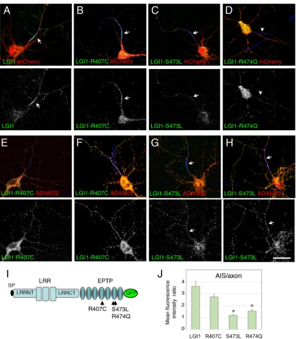 Fig. 4. The variants of LGI1 associated with epilepsy are differentially recruited at the AIS of hippocampal neurons