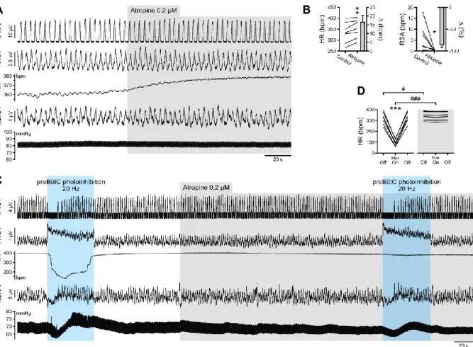Figure 4. The bradycardia induced by preBötC photoinhibition is mediated by increased  863 