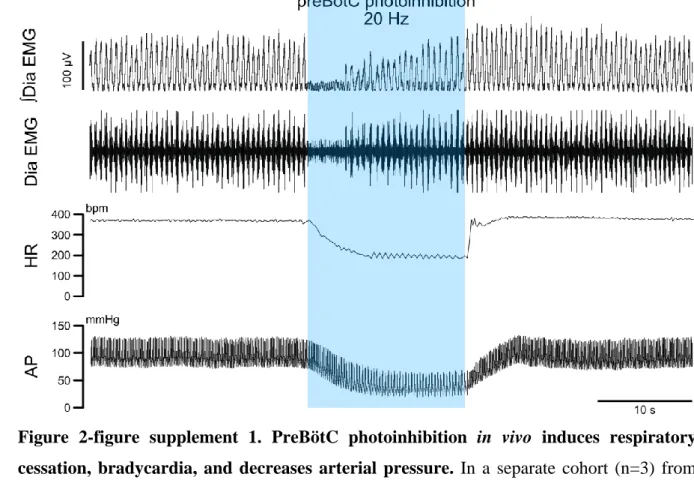 Figure  2-figure  supplement  1.  PreBötC  photoinhibition  in  vivo  induces  respiratory  988 