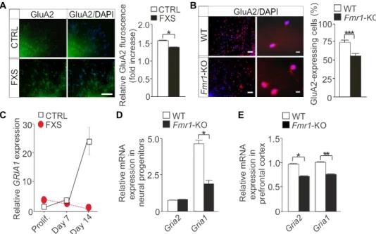Fig. 5. Altered expression of GluA1 and GluA2 in human and mouse FXS neural progenitors