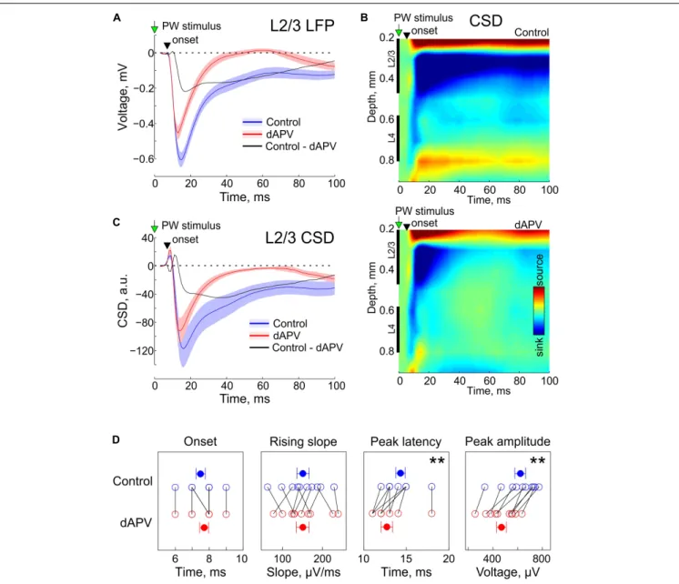 FIGURE 1 | Effect of epipial dAPV on sensory-evoked potential (SEP) in L2/3 of the rat barrel cortex.(A) Grand average L2/3 SEP evoked by the PW deflection in control (blue) and 40 to 50 min of 2 mM – dAPV application (red)