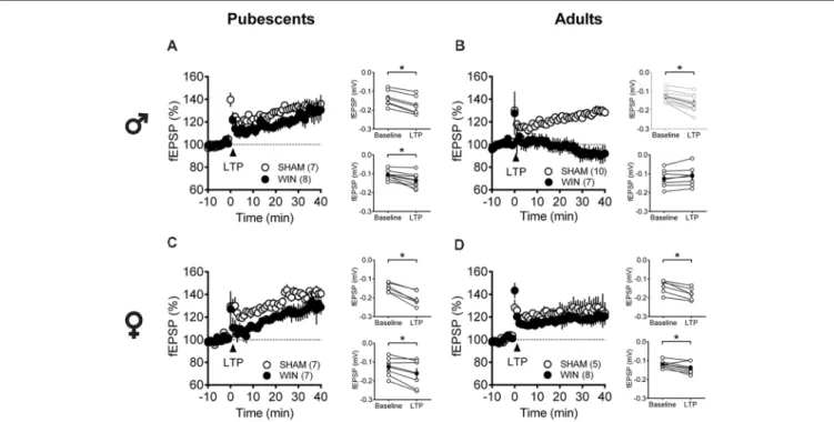 FIGURE 6 | Age- and sex-dependent ablation of long-term potentiation (LTP) in the rat PFC 24 h after in vivo cannabinoid exposure