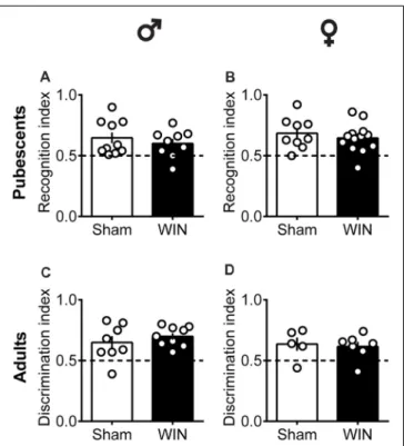 FIGURE 4 | Intact memory discrimination in the novel object recognition test 24 h after single in vivo cannabinoid exposure in both pubescent and adult male and female rats