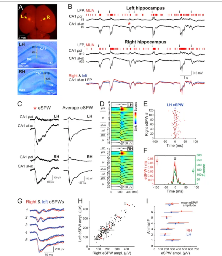FIGURE 1 | Interhemispheric synchronization of hippocampal early sharp waves (eSPWs) in neonatal rats