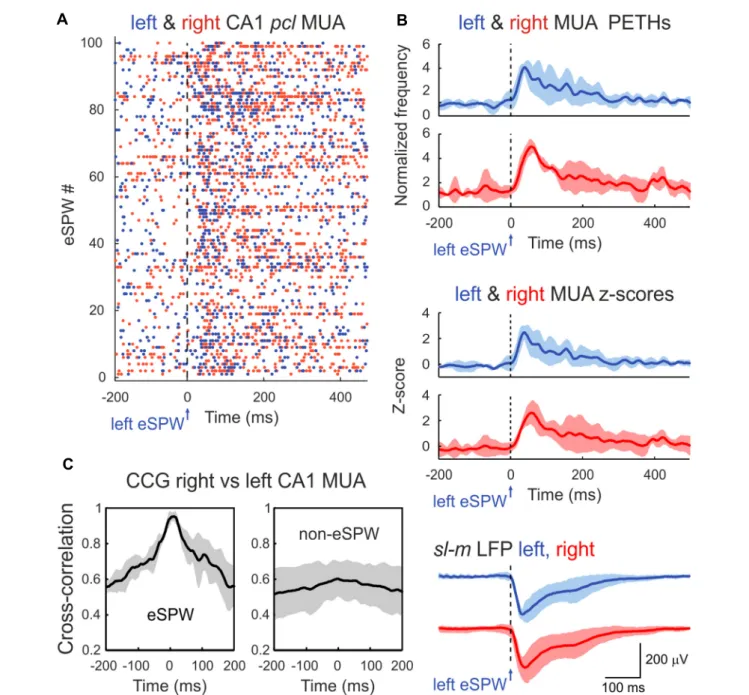 FIGURE 2 | Bilateral synchronization of CA1 MUA during eSPWs. (A) Left eSPW onset-triggered raster plot of CA1 pcl MUA in the left (blue dots) and right (red dots) hippocampus