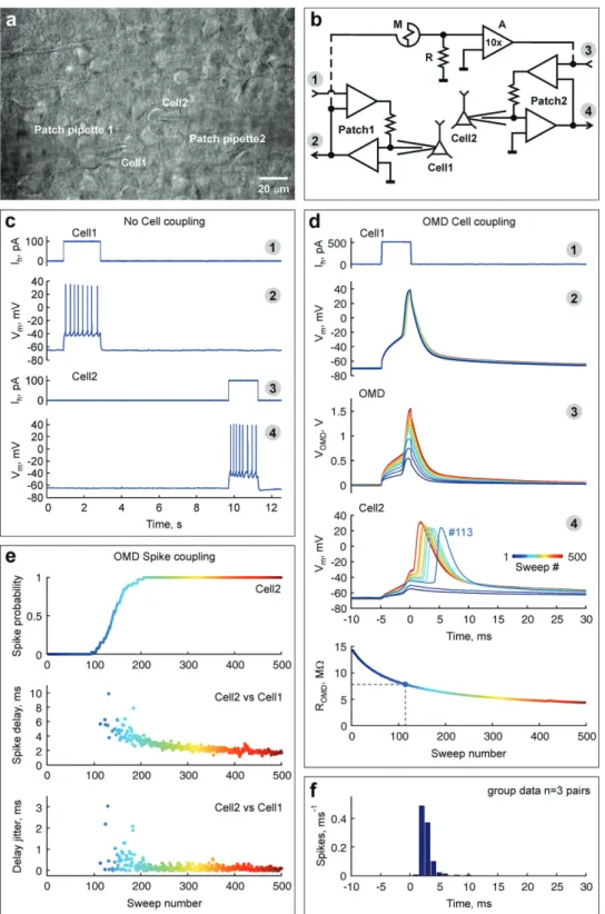Figure 1.  Activity-dependent coupling of neurons by OMD. a) Infrared differential interference contrast microphotograph of a P7 rat brain slice with  visually identified L5/6 neocortical cells (Cell1,2) recorded simultaneously