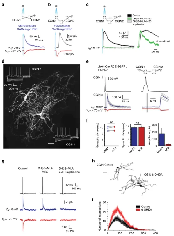 Fig. 3 CGINs co-release ACh and GABA in control and 6-OHDA-treated mice. a Monosynaptic, b polysynaptic, or c mixed GABAergic PSCs evoked in postsynaptic whole cell recorded CGIN2 in response to optogenetic stimulation of presynaptic CGIN1 (control mice)