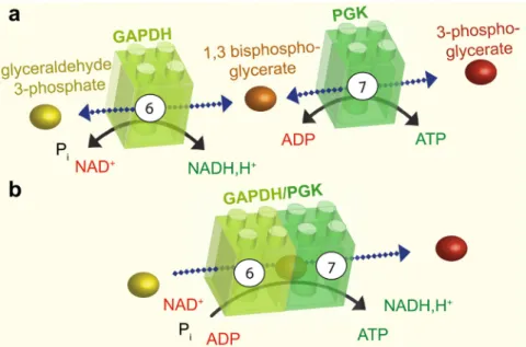 Figure 2. Substrate channeling. a: The sixth step of glycolysis is catalysed by GAPDH, which adds a phosphate group at position one  of  glyceraldehyde  3-phosphate  to  produce  the  intermediate  1,3  bisphosphoglycerate  and  NADH,  H + 