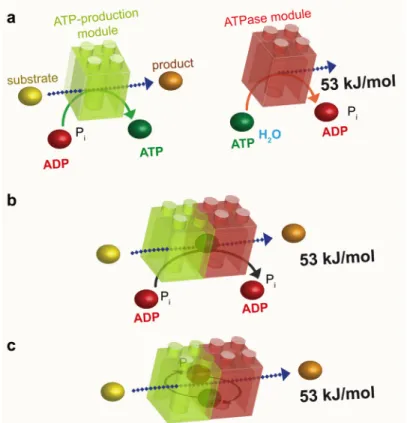 Figure 4. Energetic channeling. a: The ATP-production module (green) uses the energy of a substrate to convert ADP to ATP, whereas the  ATPase module (red) uses the high energy of the phosphoryl bond of ATP to liberate 53 kJ/mol to perform a cellular funct