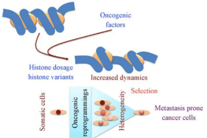 Fig. 1 Histone-based malignant transformation, tumour heterogeneity and selection of aggressive characters