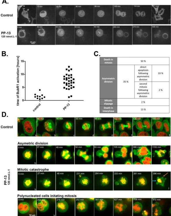 Figure 4.  PP-13 induces cell prometaphase arrest then asymmetric division or direct apoptotic death