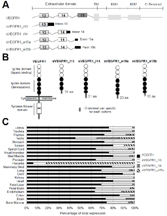 Figure  3.  The  different  VEGFR1  splice  variants,  proteins  and  expression  in  tissues