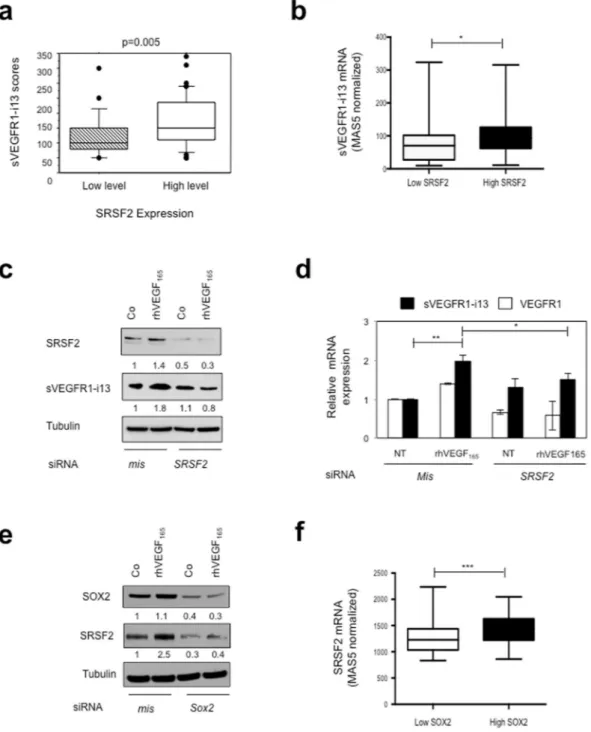 Figure 3.  SRSF2 cooperates with SOX2 to regulate sVEGFR1-i13 expression in SQLC cells