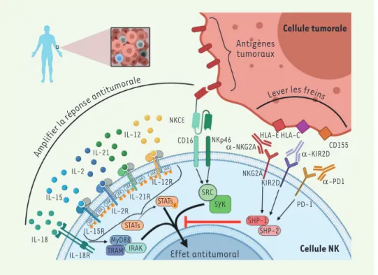 Figure 1.  Rétablir la fonction des cel- cel-lules NK in vitro. Les celcel-lules NK peuvent  être stimulées et leur nombre amplifié  via l’administration de cytokines telles  que certaines interleukines (IL-2, IL-15,  IL-18 et IL-21)