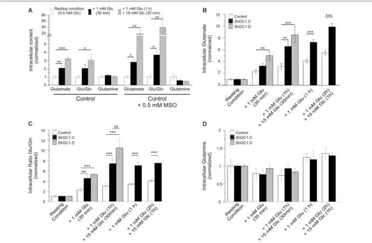 FIGURE 5 | Glutamate level is increased in GC1-deficient astrocytes. (A) Control astrocytes were incubated in KRBH-low glucose (0.5 mM, resting condition) or in the presence of L-Methionine sulfoximine (MSO, 0.5 mM) in order to inhibit the glutamine synthe