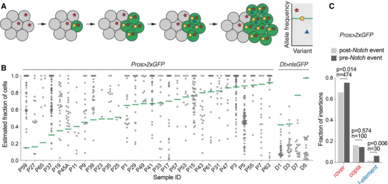 Figure 3. Somatic retrotransposition occurs before and after the clonal expansion.