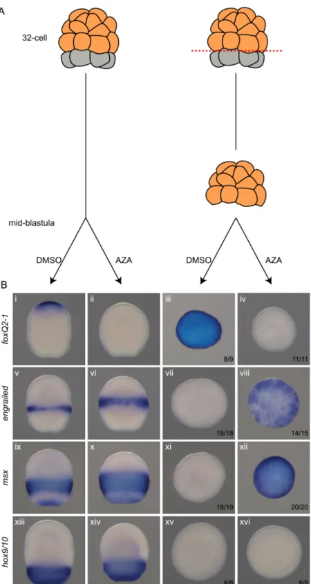Fig 9. Activation of the cWnt pathway is sufficient to posteriorize naive ectoderm. (A), The experimental scheme is as follows: ectodermal precursors (orange) were separated from endomesoderm precursors (grey) at the 32-cell stage and cultured until midbla