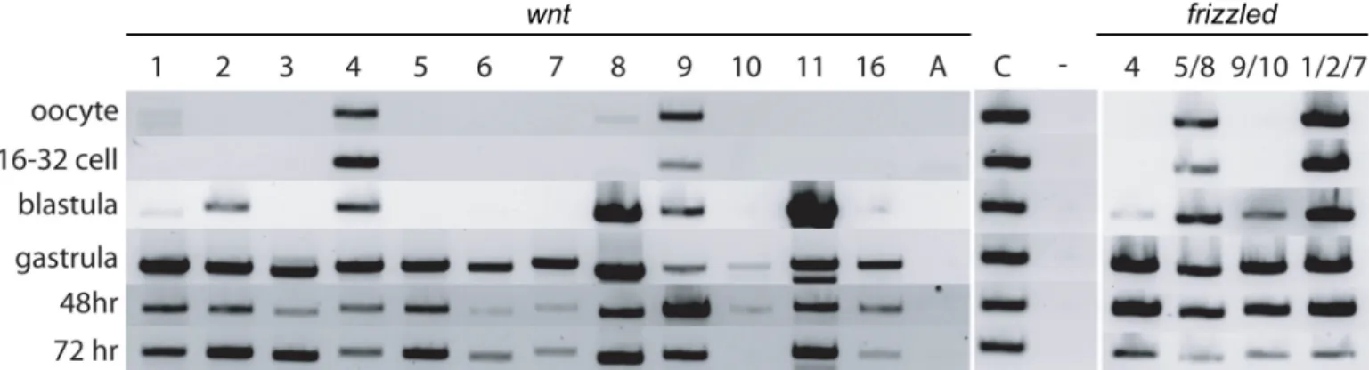 Fig 1. RT-PCR analysis of Wnt and Fz genes expression during early development. Embryos were harvested at six different stages: oocytes, 16- to 32-cell cleavage stage embryos, late blastula, mid-gastrula, at 48 hpf, and 72 hpf