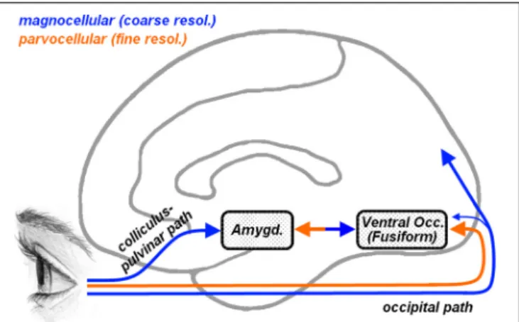 FIGURE 1 | Representation of the cortical and subcortical pathways for visual inputs overlaid on a schematic human brain (medial view).