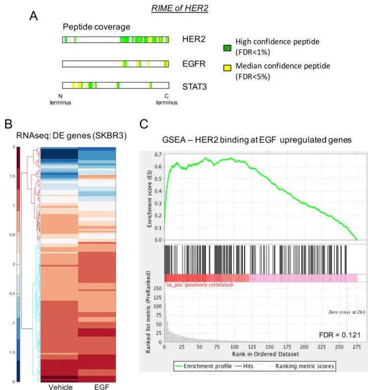 Fig 4. Mass spectrometry and RNAseq reveal STAT3 and EGFR as interacting partners at the chromatin