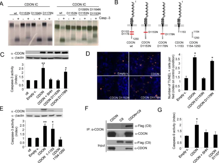 Figure 2. CDON triggers apoptosis through CDON proteolytic cleavage and recruitment and activation of caspase-9
