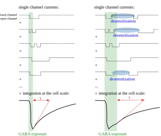 Fig. 5    Relationships between  microscopic and macroscopic  kinetics of channel opening