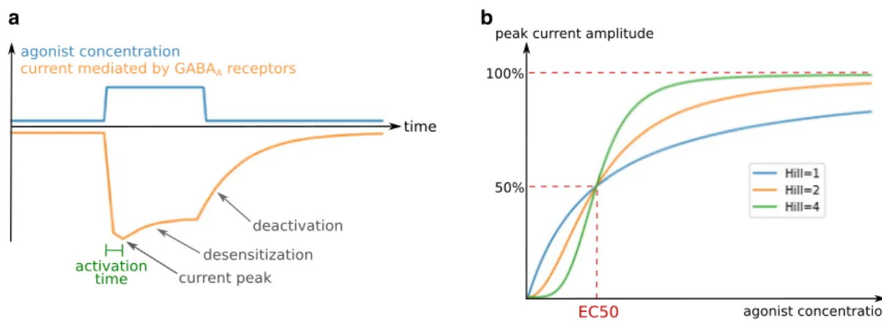 Fig. 2    General characteristics of  GABA A  receptor-mediated currents. a Typical  GABA A  receptor current time-course and kinetic electrophysi- electrophysi-ological parameters