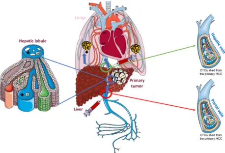 Fig. 2. Detection of HCC-derived CTCs in the hepatic and portal veins. The hepatic circulation is connected to the systemic circulation via three major vessels: the hepatic veins (green circle), which serve as the efferent pathway, and the hepatic artery a