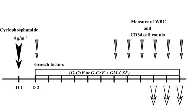 Figure 1.   D 2 Measure of WBCCD34 cell countsD 1Cyclophosphamide4 g/mGrowth factors(G-CSF or G-CSF + GM-CSF) Determination of CD34 celland in each leukapheresis2
