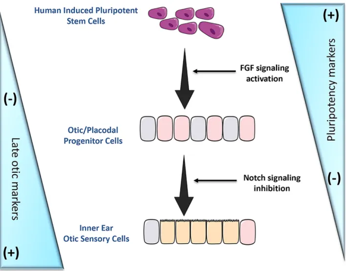 Fig 8. Schematic representation of the generation of inner ear otic sensory cells from hiPSCs by dual stepwise activation of FGF and inhibition of Notch signaling pathways in adherent monolayer cultures.