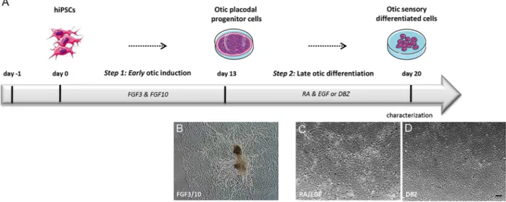 Fig 1. Schematic summary outlining the otic differentiation from hiPSCs in monolayer culture
