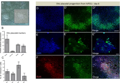 Fig 2. Development of otic/placodal competence and expression of early lineage markers in cultures at day 6 in vitro