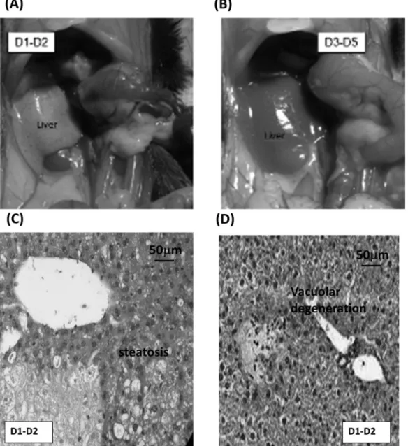 Figure 2.  Macro- and microscopic analysis of remnant liver tissue after 70% hepatectomy